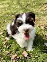 Toby , a male Miniature Schnauzer for sale in Fort Payne, AL – Photo 3 of 5