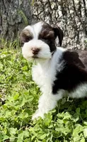 Toby , a male Miniature Schnauzer for sale in Fort Payne, AL – Photo 2 of 5