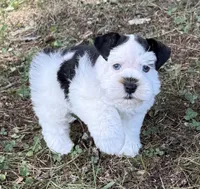 Flora, a female Miniature Schnauzer for sale in Fort Payne, AL – 3 of 3