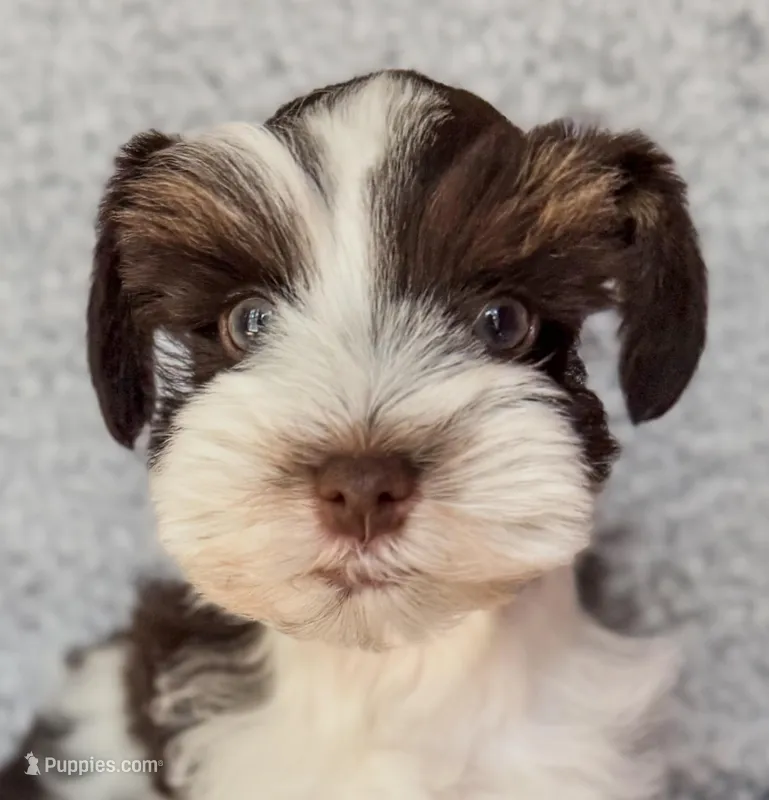 Toby (Toy) – Miniature Schnauzer puppy for sale in Fort Payne, AL