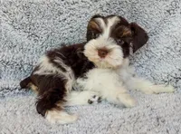 Toby (Toy), a male Miniature Schnauzer for sale in Fort Payne, AL – Photo 2 of 4