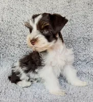 Toby (Toy), a male Miniature Schnauzer for sale in Fort Payne, AL – Photo 3 of 4