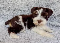 Toby (Toy), a male Miniature Schnauzer for sale in Fort Payne, AL – Photo 4 of 4