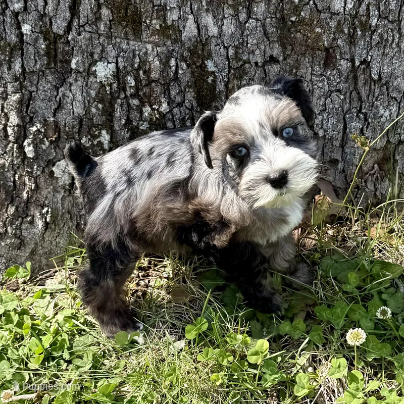 Patches – Miniature Schnauzer puppy for sale in Fort Payne, AL
