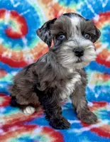 Patches ( Toy), a female Miniature Schnauzer for sale in Fort Payne, AL – Photo 3 of 4