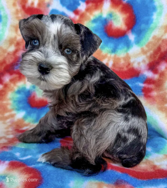 Patches ( Toy) – Miniature Schnauzer puppy for sale in Fort Payne, AL