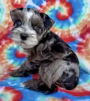 Patches ( Toy), a female Miniature Schnauzer for sale in Fort Payne, AL – Photo 1 of 4
