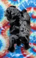 Patches ( Toy), a female Miniature Schnauzer for sale in Fort Payne, AL – Photo 4 of 4
