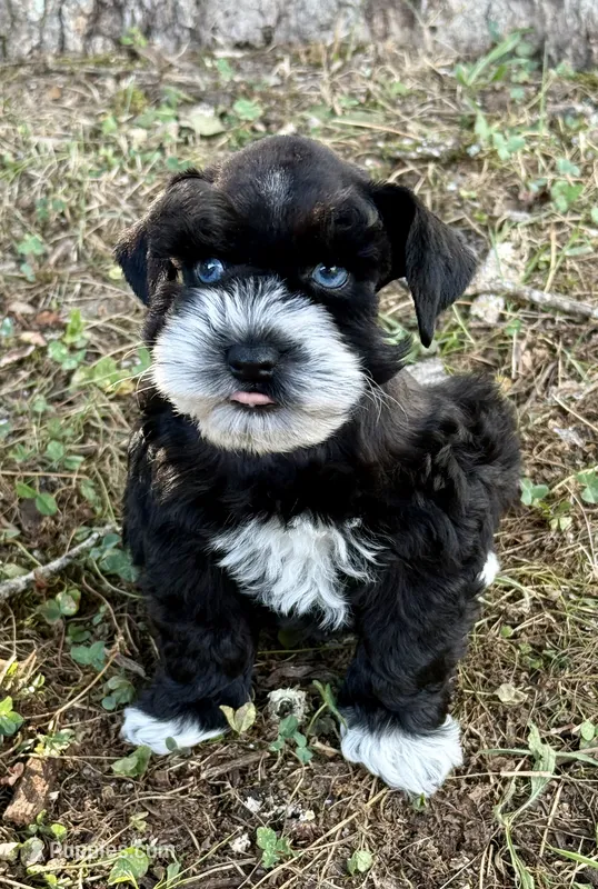 Umbra – Miniature Schnauzer puppy for sale in Fort Payne, AL
