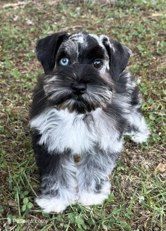 Nebula  – Miniature Schnauzer puppy for sale in Fort Payne, AL