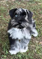 Nebula , a female Miniature Schnauzer for sale in Fort Payne, AL – 1 of 5