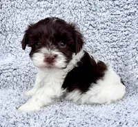 Cody (Toy), a male Miniature Schnauzer for sale in Fort Payne, AL – Photo 2 of 4