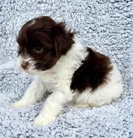 Cody (Toy), a male Miniature Schnauzer for sale in Fort Payne, AL – Photo 4 of 4