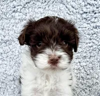 Cody (Toy), a male Miniature Schnauzer for sale in Fort Payne, AL – Photo 1 of 4