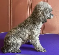 Sassy (Blue Brindle), a female Poodle - Toy  for sale in Fort Payne, AL – Photo 3 of 3