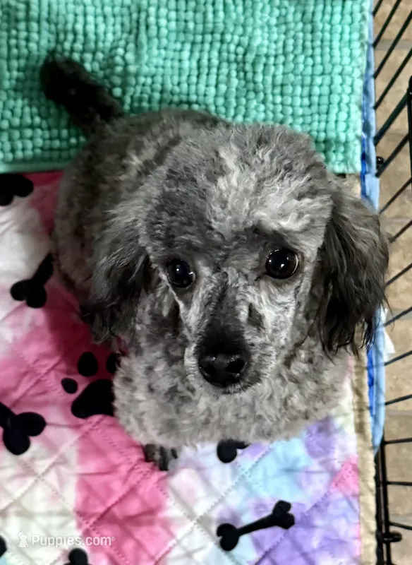 Sassy (Blue Brindle), a female Poodle - Toy  for sale in Fort Payne, AL – Photo 1 of 3