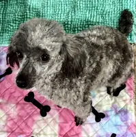 Sassy (Blue Brindle), a female Poodle - Toy  for sale in Fort Payne, AL – Photo 2 of 3