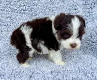 Toby (Toy), a male Miniature Schnauzer for sale in Fort Payne, AL – Photo 3 of 4