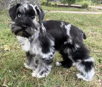 Nebula , a female Miniature Schnauzer for sale in Fort Payne, AL – 4 of 5