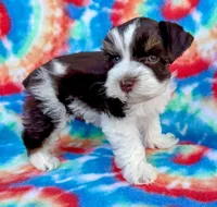 Toby (Toy), a male Miniature Schnauzer for sale in Fort Payne, AL – Photo 3 of 3