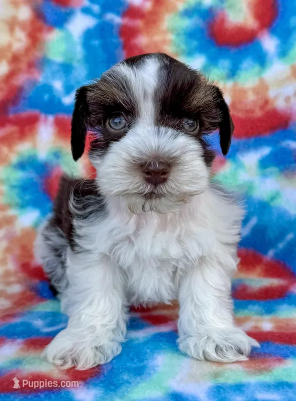 Toby (Toy) – Miniature Schnauzer puppy for sale in Fort Payne, AL