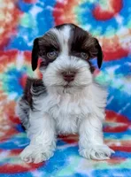 Toby (Toy), a male Miniature Schnauzer for sale in Fort Payne, AL – Photo 1 of 3