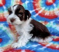 Toby (Toy), a male Miniature Schnauzer for sale in Fort Payne, AL – Photo 2 of 3