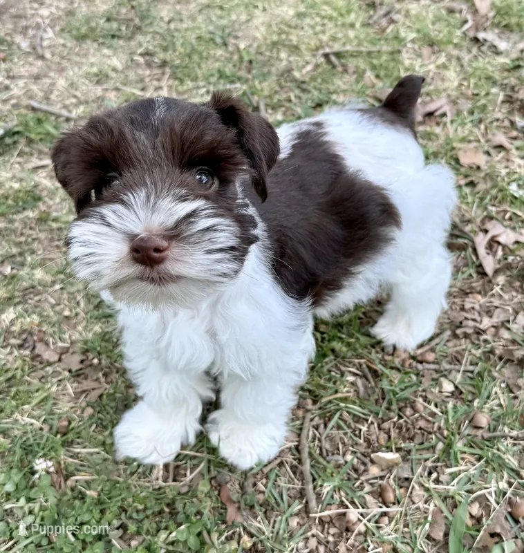 Cody – Miniature Schnauzer puppy for sale in Fort Payne, AL