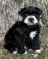 Umbra, a female Miniature Schnauzer for sale in Fort Payne, AL – 2 of 4