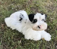 Apollo, a male Miniature Schnauzer for sale in Fort Payne, AL – 3 of 6