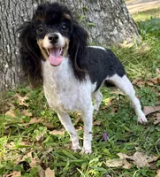 Lily, a female Poodle - Toy  for sale in Fort Payne, AL – Photo 4 of 5