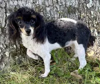 Lily, a female Poodle - Toy  for sale in Fort Payne, AL – Photo 5 of 5