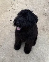 Furiosa, a female Giant Schnauzer for sale in Fort Payne, AL – Photo 2 of 5