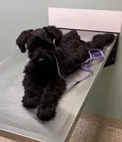 Furiosa, a female Giant Schnauzer for sale in Fort Payne, AL – Photo 5 of 5