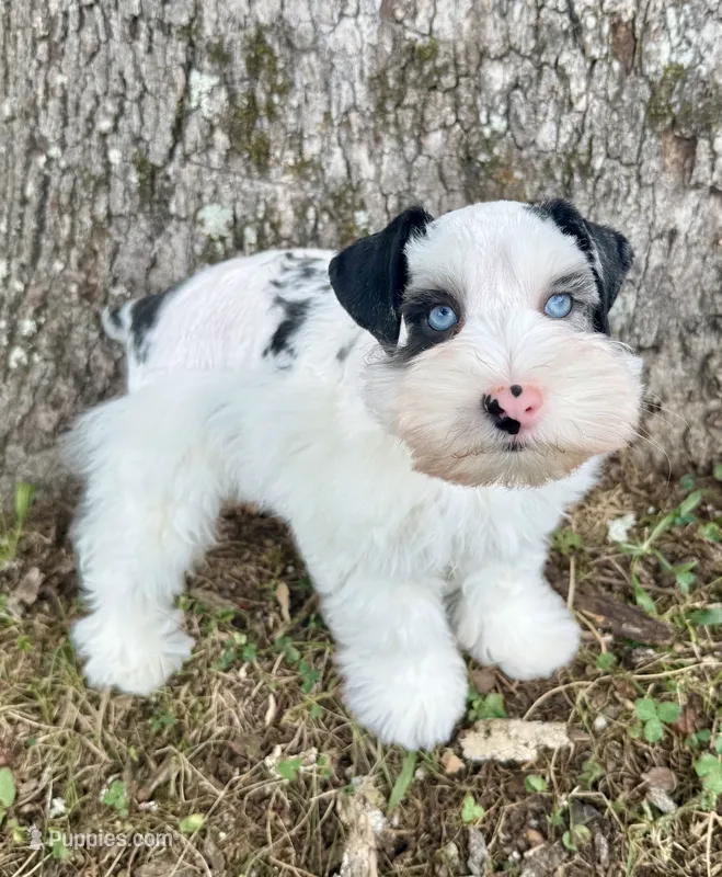 Apollo – Miniature Schnauzer puppy for sale in Fort Payne, AL