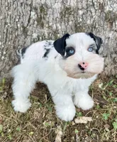 Apollo, a male Miniature Schnauzer for sale in Fort Payne, AL – 1 of 6