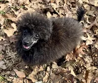 Chanel (Brindle), a female Poodle - Toy  for sale in Fort Payne, AL – Photo 2 of 3