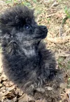 Chanel (Brindle), a female Poodle - Toy  for sale in Fort Payne, AL – Photo 3 of 3