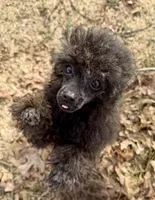 Chanel (Brindle), a female Poodle - Toy  for sale in Fort Payne, AL – Photo 1 of 3