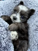 Patches (Toy), a female Miniature Schnauzer for sale in Fort Payne, AL – Photo 4 of 5