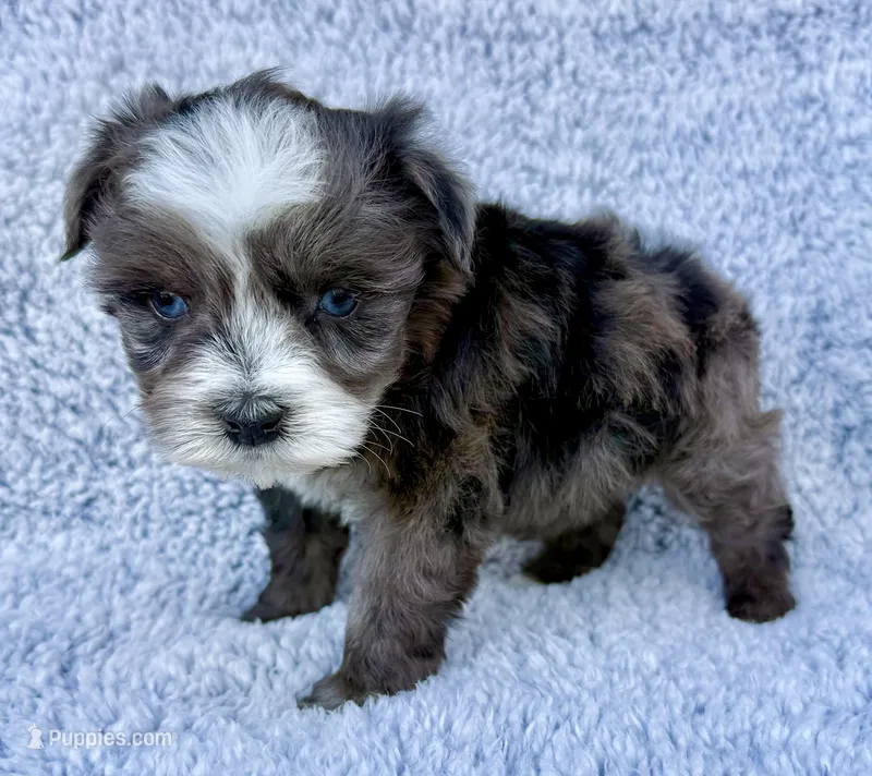 Patches (Toy), a female Miniature Schnauzer for sale in Fort Payne, AL – Photo 1 of 5