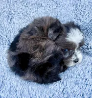 Patches (Toy), a female Miniature Schnauzer for sale in Fort Payne, AL – Photo 5 of 5