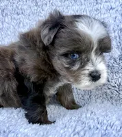 Patches (Toy), a female Miniature Schnauzer for sale in Fort Payne, AL – Photo 2 of 5