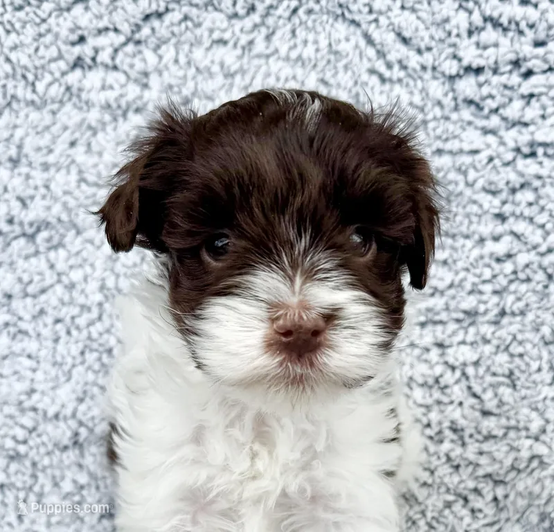 Cody (Toy) – Miniature Schnauzer puppy for sale in Fort Payne, AL
