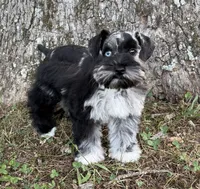 Nebula , a female Miniature Schnauzer for sale in Fort Payne, AL – 5 of 5