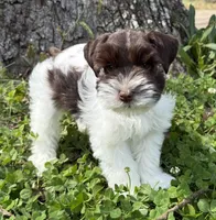Cody, a male Miniature Schnauzer for sale in Fort Payne, AL – Photo 2 of 5