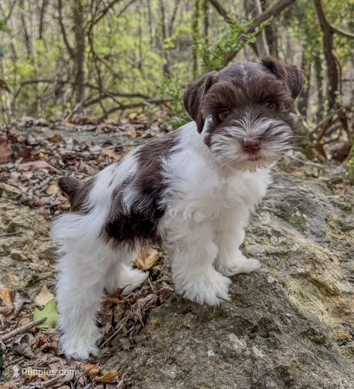 Cody – Miniature Schnauzer puppy for sale in Fort Payne, AL