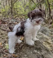Cody, a male Miniature Schnauzer for sale in Fort Payne, AL – Photo 1 of 5