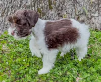 Cody, a male Miniature Schnauzer for sale in Fort Payne, AL – Photo 5 of 5