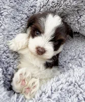Toby (Toy), a male Miniature Schnauzer for sale in Fort Payne, AL – Photo 3 of 4
